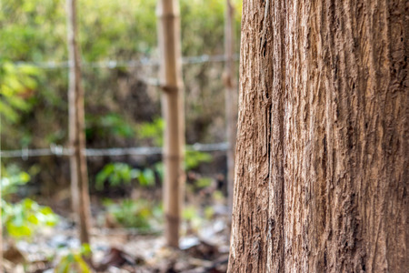 Tree trunkの写真素材