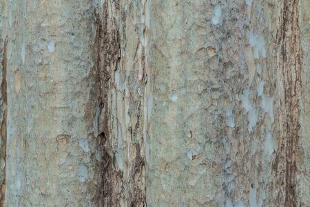 Tree trunk