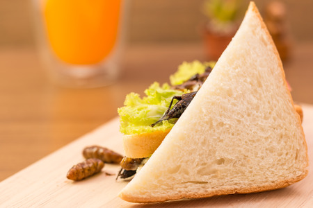 Sandwich made of fried insect meat and mozzarella cheese, mayonnaise and tomato, lettuce with orange...