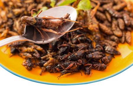 Food insect - Fried insects or Wood worm insect, Bamboo worm insect, Grasshopper insect and Cricket...