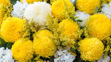 Flowers - Abstract soft floral natural background from yellow and white flowers sunny summer day. Close up, Select focus.の写真素材