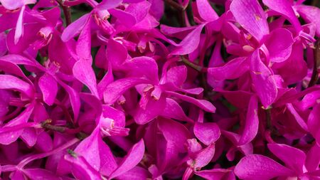 Flowers - Abstract soft floral natural background from purple orchid flowers sunny summer day. Close...