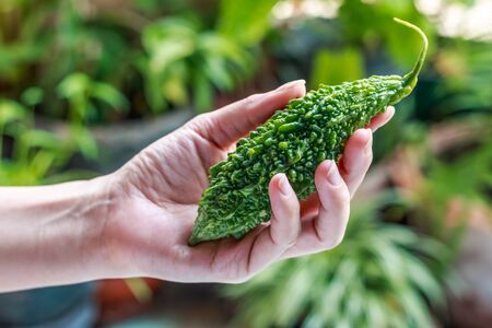 Hands hold Bitter melon - Bitter melon fresh organic green herb or balsam pear in girl hands with green nature background. Closeup, Select focus.の写真素材