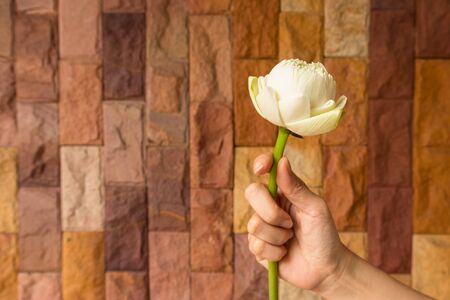 Lotus flowers - White lotus flowers in woman hands with modern stone wall background. White color symbolizes being pure in body, mind and spirit. It symbolizes the heart of the Buddhas. Select focusの写真素材