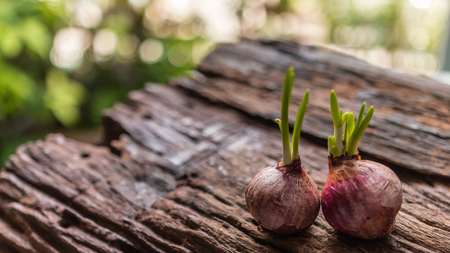 Onions, Red onions with small leaves on old weathered wooden and green nature bokeh background. New or start or beginning concept, Horizontal, Closeup, Select focus.の写真素材