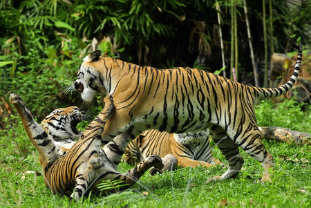 Fighting tigers の写真素材