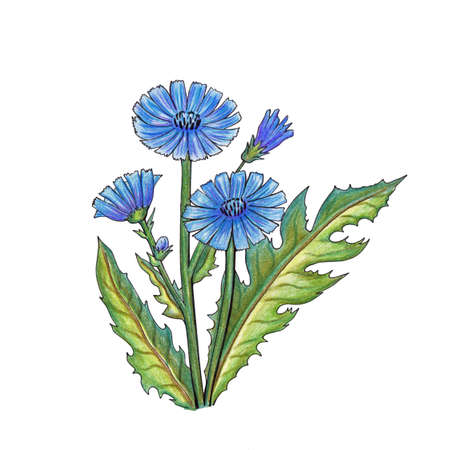 Cichorium intybus - blue chicory flowers wtih leaves and buds isolated on white background.   chicory flower illustration.の写真素材