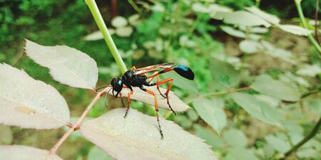 Flying creature seating upon green leaves into the beautiful gardenの写真素材