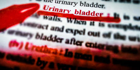 Urinary Bladder word highlighted with closeup view on book word educational related terminology...
