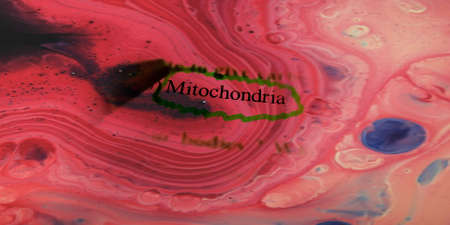 Mitochondria word highlighted with closeup view on book word educational related terminology...