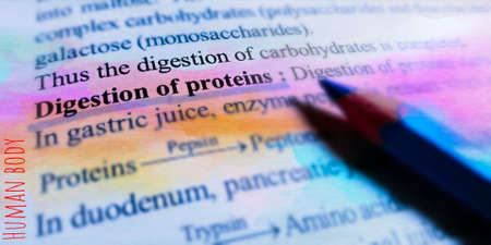 Digestion of protein word highlighted with closeup view on book word educational related terminology presented for students awareness.の写真素材