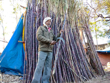 DISTRICT KATNI, INDIA - FEBRUARY 02, 2020: Indian man slicing Sugarcane on road during village bazaar festival season fest event.のeditorial素材