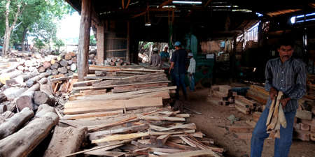DISTRICT KATNI, INDIA - SEPTEMBER 16, 2019: Wooden logs stock kept at sawmill godown area.のeditorial素材