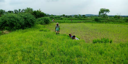 DISTRICT KATNI, INDIA - AUGUST 03, 2019: Indian village farmers working together green agriculture field at outdoor sky environment.のeditorial素材