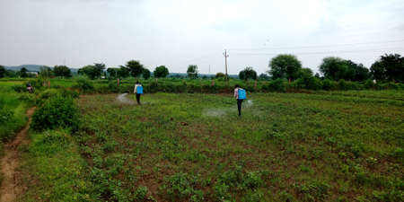 DISTRICT KATNI, INDIA - AUGUST 03, 2019: Indian village farmers spraying Pesticides at green agriculture for protecting crops from worms.のeditorial素材