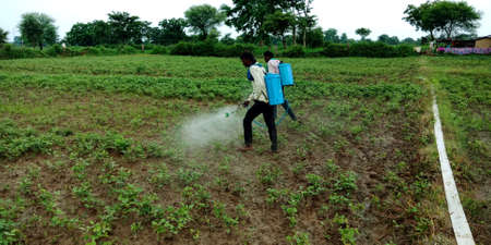 DISTRICT KATNI, INDIA - AUGUST 03, 2019: Two Indian village farmers spraying Pesticides at green...