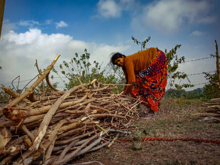 DISTRICT KATNI, INDIA - JANUARY 01, 2020: An indian village lady labour binding wooden fire sticks on forest area at blue sky background.のeditorial素材