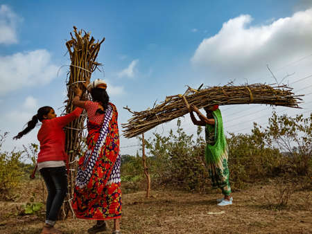 DISTRICT KATNI, INDIA - JANUARY 01, 2020: Group of indian village female labours picking wooden fire...