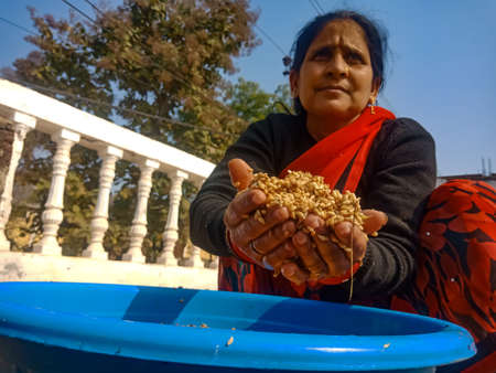 DISTRICT KATNI, INDIA - JANUARY 18, 2020: An indian village woman cleaning wheat seeds from water...