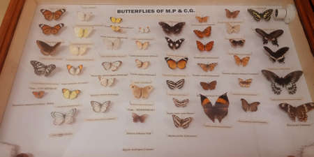 DISTRICT JABALPUR, INDIA - OCTOBER 17, 2019: Ancient Butterflies species presented at Zoological survey of india museum.のeditorial素材