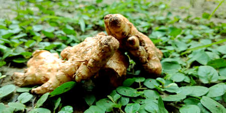 Double ginger isolated with set of fruit collection at agriculture produce natural soil land background.の写真素材