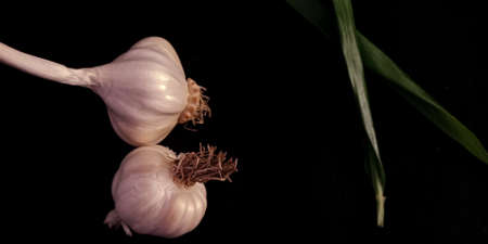 Fresh white double garlic surface set isolated on black background agriculture surface branding...