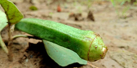 Ladyfinger isolated with set of fruit collection at agriculture produce natural soil land background.の写真素材