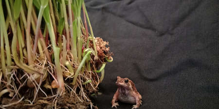 indian spices frog closeup with growing wheat grass on black background.