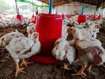 Indian hens are sitting in aviaries on a poultry farm, a farm for growing birds, close-up, chicken.の写真素材