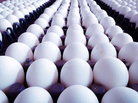 Poultry hen white eggs in a carton at an Indian street food center making spicy egg fry, roll, chow...