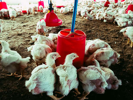 white hens are sitting in aviaries on a poultry farm, a farm for growing birds, close-up, chicken.