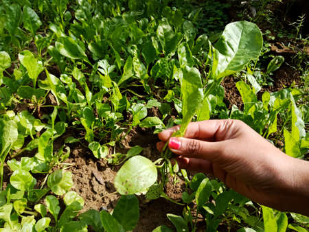 A lady hand picking up plant at green soil agriculture field surface.の写真素材