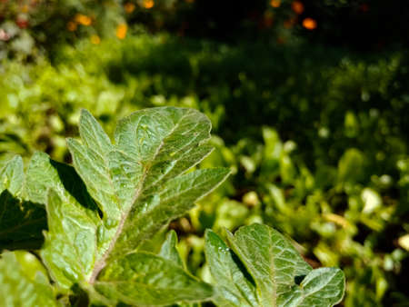 Fresh tomato leaf closeup on green garden area.
