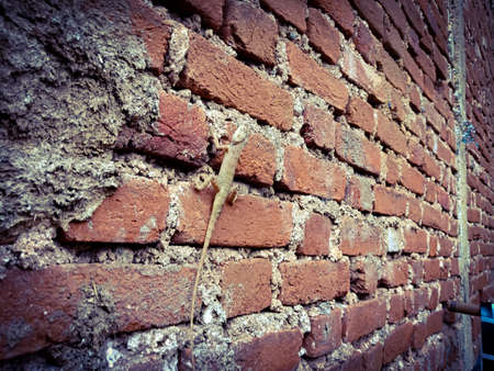 lizard climbing on the brick wall isolatedの写真素材