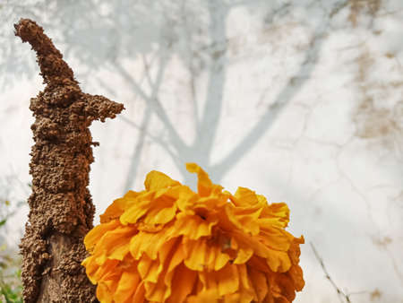 Marigold flower with Termite isolated on white background.の写真素材