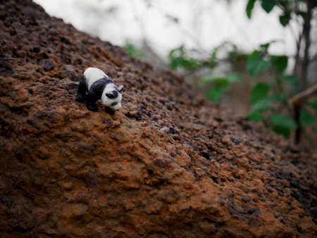 Panda animal toy getting down on rock land behind forest blur background presented on the frameの写真素材