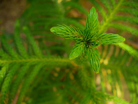 Sharp small leaves plant closeup with blur natural green background image