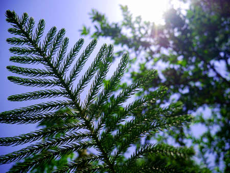 Beautiful leaves plant closeup behind sun light reflection on sky blur background