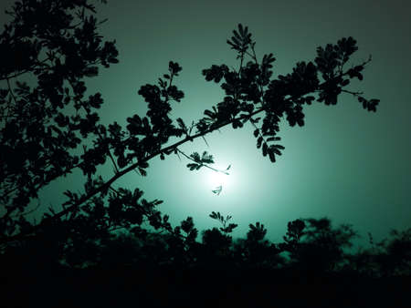 Dark leaves on night light effect background
