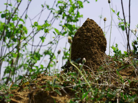 snake Termite mound nest made by soil around natural environment