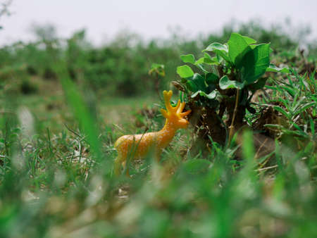 Beautiful green grass behind on the focus Deer toy animal presentationの写真素材