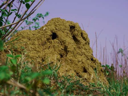 Termite mound nest of snake presented on forest background