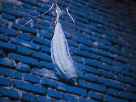 Dry vegetable isolated on blueish blur brick wall background
