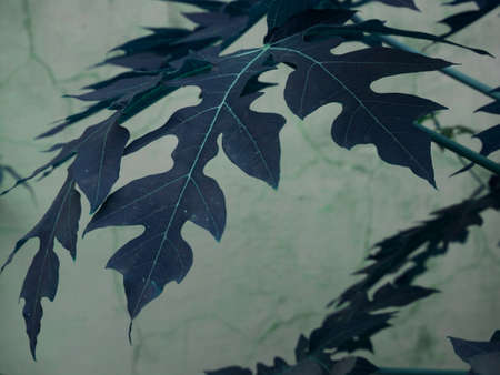 Leaf closeup presenting other leaves like shadow on white background
