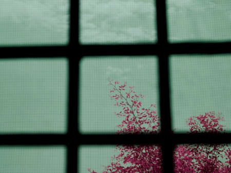 Pink color leaves tree behind the window with beautiful sky on the backgroundの写真素材