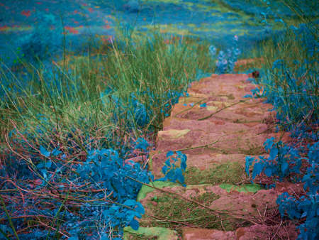 Up to down semi constructed stair around forest hiss station with blue color leaves plant