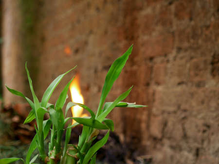 Green grass with blur burning fire brick wall texture frame shotの写真素材