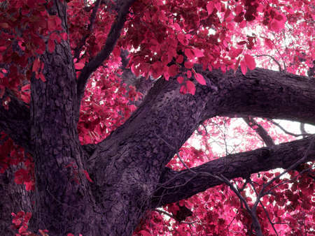 Beautiful natural pink color tree on side left down corner frame shot