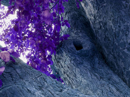 Tree hole with purple color leaves on sun light reflection
