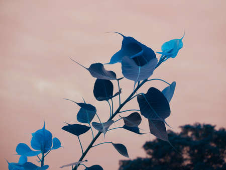 Turquoise Color leaves with light color sky frameworkの写真素材